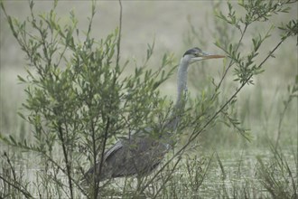 Grey heron