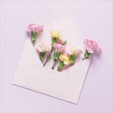 Carnations lying package