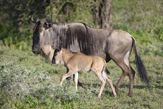 Wildebeest