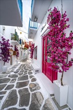 Cycladic white houses with pink bougainvillea