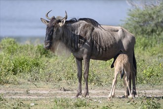 Wildebeest