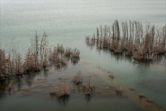 Trees in Lake Sedlitz
