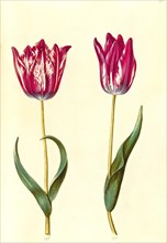 Garden tulip