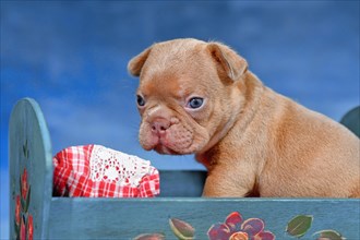 Choco Red French Bulldog dog puppy in bed in front of blue background