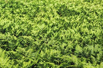 Dense growth of green ferns