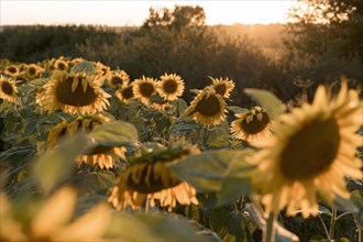 Beautiful landscape sunflower field