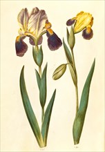 Iris x germanica or Iris x sambucina