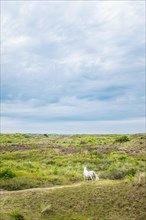 A white horse in the dunes of Terschelling