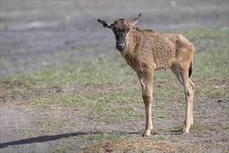 Wildebeest