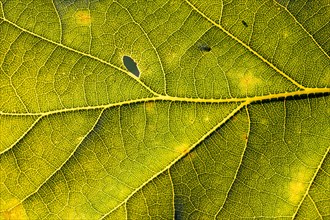 Leaf of an oak