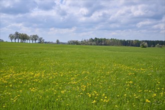 Meadow Landscape