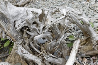 Driftwood on the beach