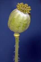Still green capsule of the opium poppy