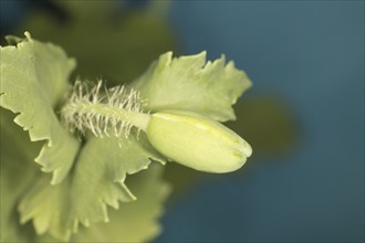 Closed flower of the opium poppy