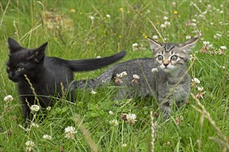 Two nine-week-old kittens sitting together in the grass