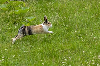 Dutch rabbit jumps