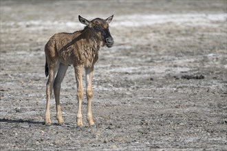 Wildebeest