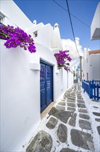 Cycladic white houses with blue doors and bougainvillea