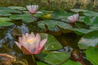Water lily blooming in a pond. Bas-Rhin