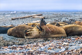 Walrus on a resting on a beach in arctic