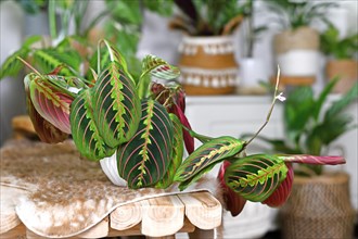 Tropical 'Maranta Leuconeura Fascinator' houseplant with leaves with exotic red stripe pattern on bench