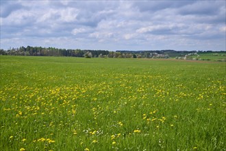 Meadow Landscape