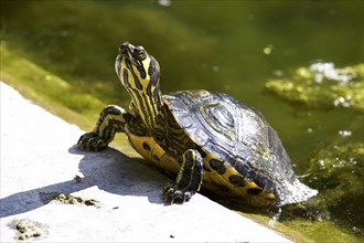 Ornate turtle