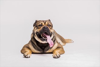 Bulldog with its long tongue out lying white background
