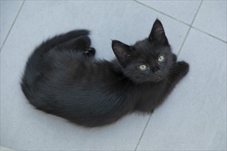 Nine-week-old black kitten lying on floor