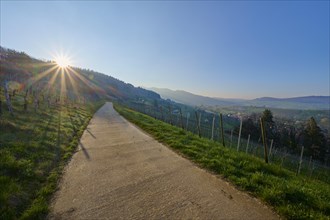 Vineyard path