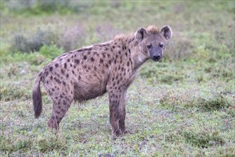 Spotted hyena
