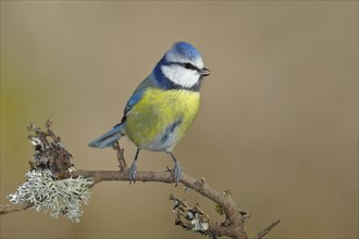 Blue tit