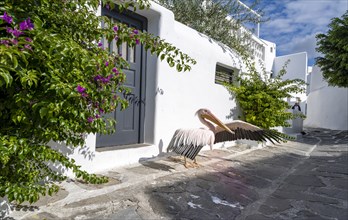 Pelican Petros