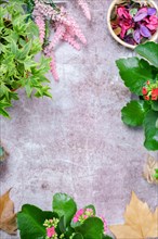 Cement background with flowering plants around it copy space