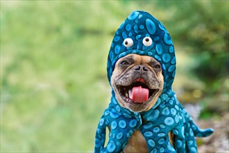 Funny French Bulldog dog wearing octopus Halloween costume