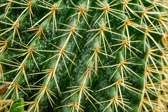 or Kroenleinia grusonii also known as golden barrel cactus