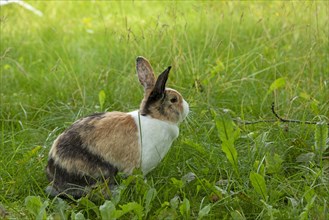 Dutch rabbit sitting in the grass