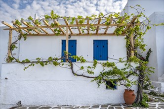 White Cycladic houses with climbing vine