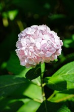 Blooming Hortensia