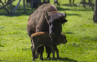 Bison cow protects her young