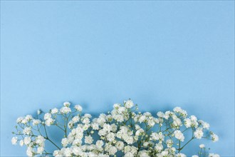 Beautiful white baby s breath flowers arranged blue backdrop