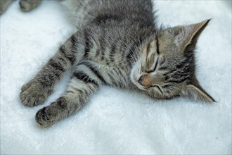 Nine-week-old tabby kitten sleeping