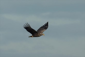 White-tailed eagle with open wings flying right looking against blue sky