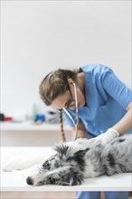 Close up female veterinarian examining dog with stethoscope clinic