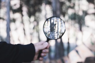 Crop hand holding magnifying glass forest
