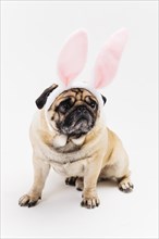 Funny cute grim pug pink bunny ears