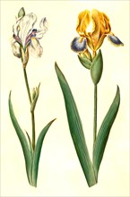 (Iris pallida), pale iris and Iris variegata, variegated iris, Historic, digitally restored
