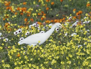 Yellow-billed egret