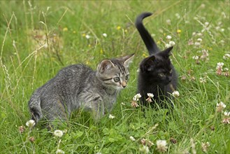 Two nine-week-old kittens sitting together in the grass