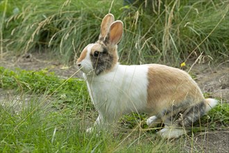 Dutch rabbit sitting on path